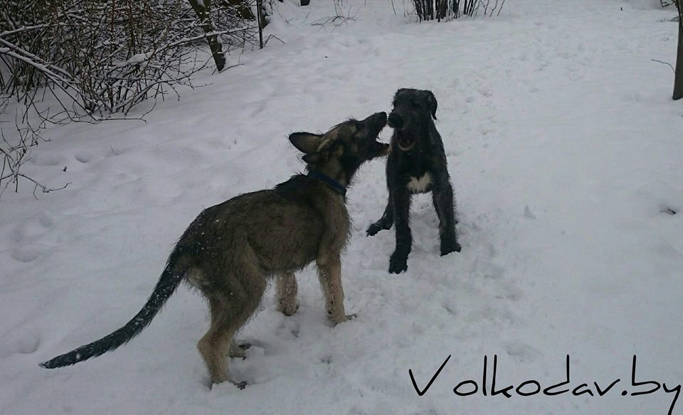 2 puppies from kennel Tsarskaja Prihot